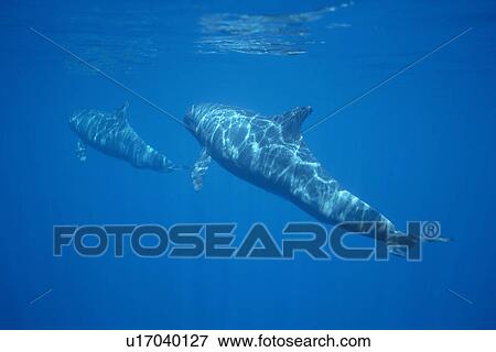 Stock Photo - Pygmy Killer Whale (Feresa attenuata) two travelling away from camera in dappled light. Hawaii.. Fotosearch