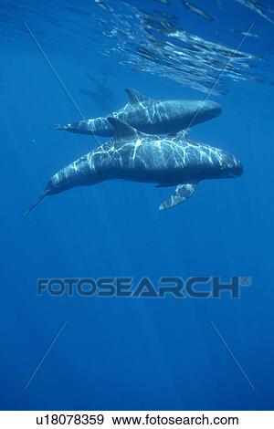 Stock Photo - Pygmy Killer Whale (Feresa attenuata) travelling pod in dappled light near to surface. Hawaii.. Fotosearch