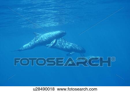 Pygmy Killer Whale (Feresa attenuata) travelling pod in dappled light, sowing characteristic long pectoral fins. Hawaii. View Large Photo Image Stock Photo - Pygmy Killer Whale (Feresa attenuata) travelling pod in dappled light, sowing characteristic long pectoral fins. Hawaii.. Fotosearch