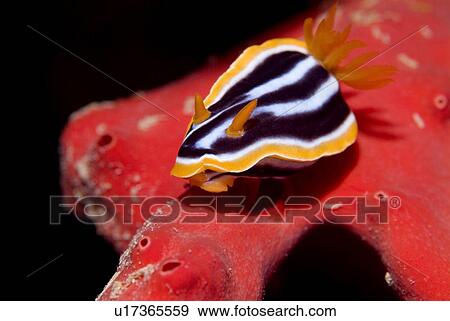 Stock Photo - Pyjama Nudibranch (Chromodoris quadricolor) on fire sponge. Red Sea.. Fotosearch