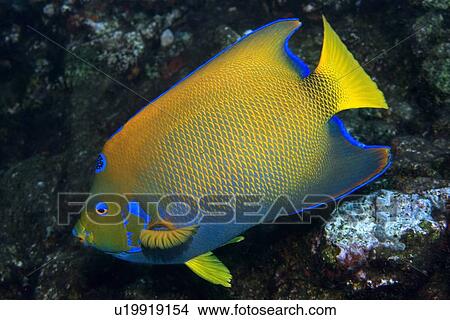 Picture - Queen angelfish, Holacanthus ciliaris, St. Peter and St. Paul's rocks, Brazil, Atlantic Ocean . Fotosearch