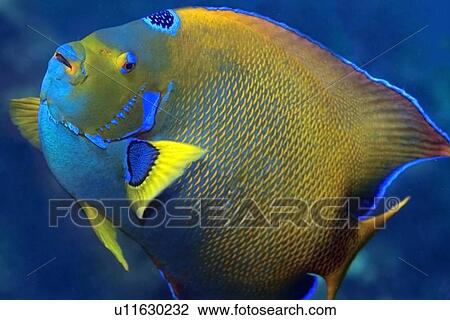 Stock Image - Queen angelfish, Holacanthus ciliaris, St. Peter and St. Paul's rocks, Brazil, Atlantic Ocean . Fotosearch