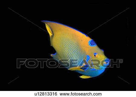 Stock Photograph - Queen angelfish, Holacanthus ciliaris, St. Peter and St. Paul's rocks, Brazil, Atlantic Ocean . Fotosearch