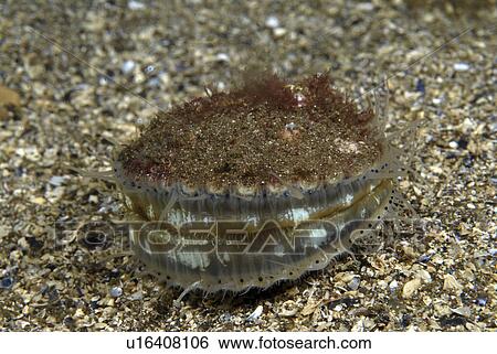 Queen Scallop (Aequipecten opercularis), small edible scallop showing wide open position, highly prized food source, St Abbs, Scotland, UK View Large Photo Image Stock Photograph - Queen Scallop (Aequipecten opercularis), small edible scallop showing wide open position, highly prized food source, St Abbs, Scotland, UK. Fotosearch