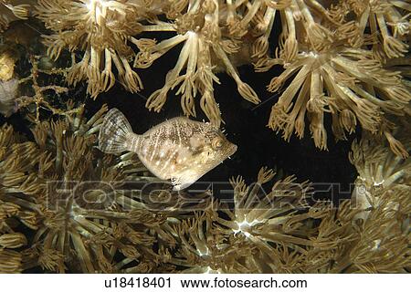 Radial filefish (Acreichthys radiatus) among flower soft corals, (Xenia sp. ) Puerto Galera, Mindoro, Philippines View Large Photo Image Stock Image - Radial filefish (Acreichthys radiatus) among flower soft corals, (Xenia sp. ) Puerto Galera, Mindoro, Philippines. Fotosearch