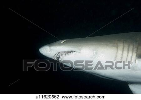 Stock Image - Ragged tooth shark (Carcharias taurus), Aliwal Shoal, South Africa, 18-10-07. Fotosearch