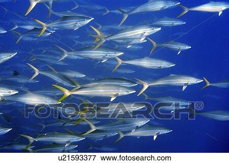 Rainbow runner, Elagatis bipinnulata, schooling, St. Peter and St. Paul's rocks, Brazil, Atlantic Ocean View Large Photo Image Stock Photo - Rainbow runner, Elagatis bipinnulata, schooling, St. Peter and St. Paul's rocks, Brazil, Atlantic Ocean . Fotosearch