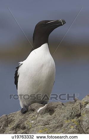 Stock Image - Razorbill (Alca torda). Hebrides, Scotland. Fotosearch