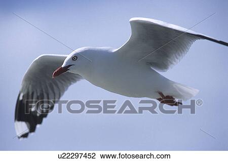Stock Image - Red-billed Gull (Larus novaehollandiae) flying, North island, New Zealand.. Fotosearch