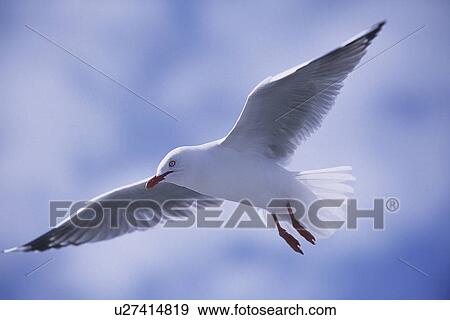 Stock Photo - Red-billed Gull, Larus novaehollandiae, flying, North island New Zealand. Fotosearch