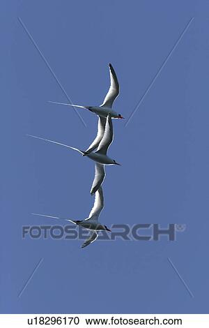 Stock Image - Red-billed Tropicbirds (Phaeton aesthetes) Three in flight during mating season. Islam San Pedro Martir in the Gulf of California (Sea of Cortez), Mexico.. Fotosearch