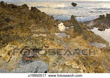 Stock Photo - Red-eyed crab, Eriphia sebana, in tide pool at dawn, Rongelap, Marshall Islands, Micronesia. Fotosearch