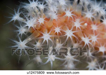 Red Fingers Coral. Sark, Channel Islands, UK View Large Photo Image Stock Photo - Red Fingers Coral. Sark, Channel Islands, UK. Fotosearch
