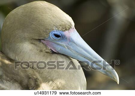Stock Photo - Red-footed booby (Sula sula). Galapagos. (rr). Fotosearch