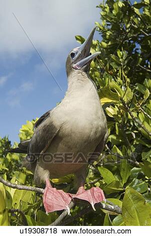 Red-footed booby (Sula sula). Galapagos. (rr) View Large Photo Image Stock Photo - Red-footed booby (Sula sula). Galapagos. (rr). Fotosearch