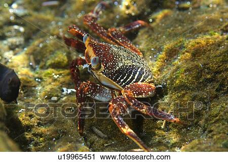 Red rock crab, Grapsus grapsus, St. Peter and St. Paul's rocks, Brazil, Atlantic Ocean View Large Photo Image Stock Image - Red rock crab, Grapsus grapsus, St. Peter and St. Paul's rocks, Brazil, Atlantic Ocean . Fotosearch