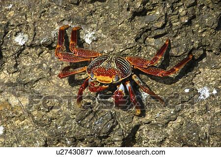 Red rock crab, Grapsus grapsus, St. Peter and St. Paul's rocks, Brazil, Atlantic Ocean View Large Photo Image Stock Photo - Red rock crab, Grapsus grapsus, St. Peter and St. Paul's rocks, Brazil, Atlantic Ocean . Fotosearch