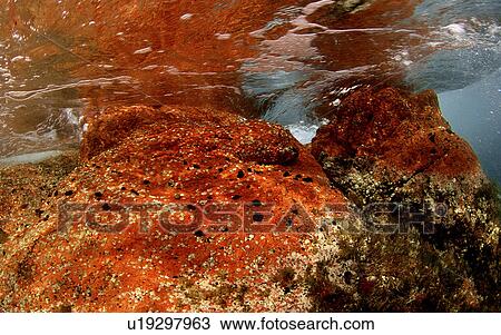 Stock Image - Red Rock Island Sardinia, Italy, Mediterranean (rr). Fotosearch