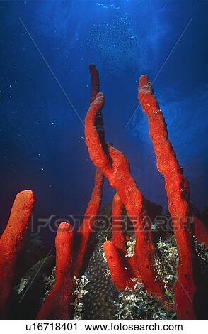 Stock Image - Red rope Sponge. Mexico.. Fotosearch