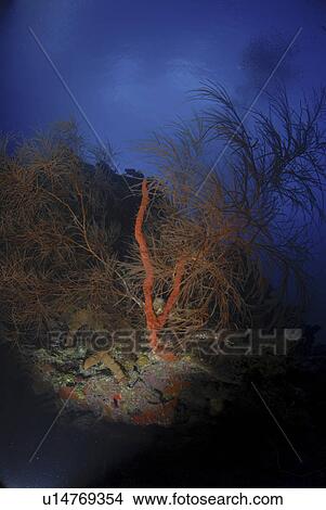 Picture - Red rope sponges (Aplysina caulifrons) on underwater cliff with precious black coral, Little Cayman Island, Cayman Islands, Caribbean. Fotosearch