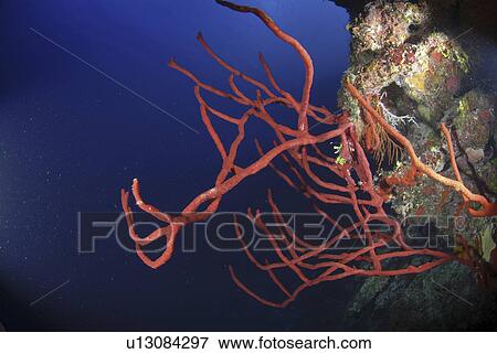 Stock Photo - Red rope sponges (Aplysina caulifrons) on underwater cliff, Little Cayman Island, Cayman Islands, Caribbean. Fotosearch