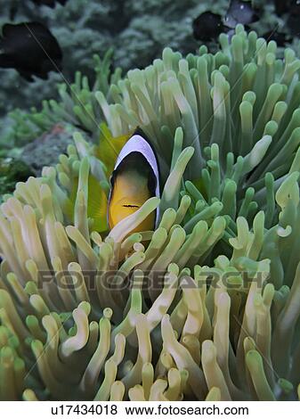 Stock Photo - Red Sea anemone fish (Amphiprion bicinctus) in a Magnificent anemone (Heteractis magnifica). Anemone City, Sharm El Sheikh, South Sinai, Red Sea, Egypt.. Fotosearch