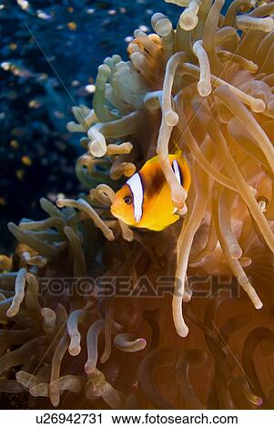 Stock Image - Red Sea Anenomefish (Amphiprion bicinctus). Red Sea.. Fotosearch
