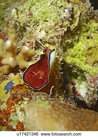 Red Sea chromodoris or Charlotta's chromodoris (Chromodoris Charlottae), shown here in the act of mantel flapping. Little is known of this species habits or biology. Marsa Shagra, Marsa Alaam, Red Sea, Egypt. View Large Photo Image Stock Photograph - Red Sea chromodoris or Charlotta's chromodoris (Chromodoris Charlottae), shown here in the act of mantel flapping. Little is known of this species habits or biology. Marsa Shagra, Marsa Alaam, Red Sea, Egypt.. Fotosearch
