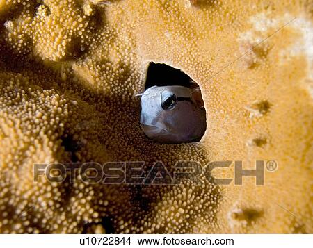 Picture - Red Sea mimic blenny (Ecsenius gravieri). Na'ama Bay, Sharm El Sheikh, South Sinai, Red Sea, Egypt.. Fotosearch