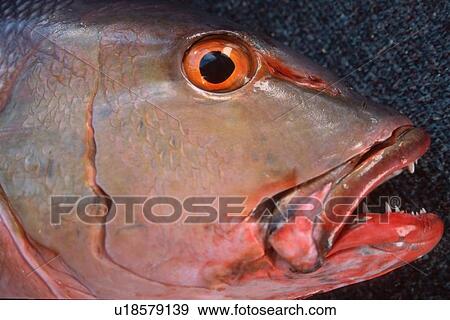 Stock Photo - Red snapper, Lutjanus bohar, Rongelap, Marshall Islands (N. Pacific). Fotosearch