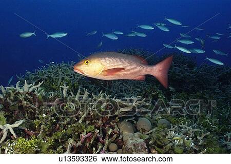 Red snapper, Lutjanus Bohar, swims over coral reef, Rongelap, Marshall Islands, Micronesia View Large Photo Image Stock Photograph - Red snapper, Lutjanus Bohar, swims over coral reef, Rongelap, Marshall Islands, Micronesia. Fotosearch