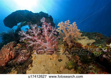 Stock Photo - Red soft coral, Dendronephthya sp., and sponges encrusted on the Fujikawa Maru, Truk lagoon, Chuuk, Federated States of Micronesia, Pacific. Fotosearch