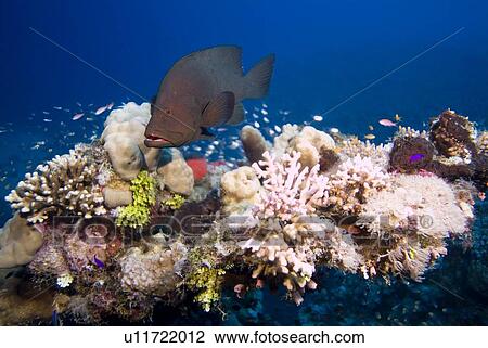 Redmouth Grouper (Aethaloperca rogaa). Red Sea. View Large Photo Image Stock Image - Redmouth Grouper (Aethaloperca rogaa). Red Sea.. Fotosearch
