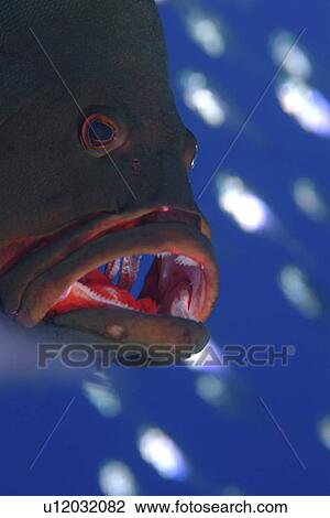 Redmouth Grouper (Aethaloperca rogaa) Showing its namesake bright red inside mouth. Can often be found living amongst colonies of Yellow Sweeper (Parapriacanthus ransonneti) which it vigorously protects from attack by passing jacks, in return for feeding View Large Photo Image Stock Image - Redmouth Grouper (Aethaloperca rogaa) Showing its namesake bright red inside mouth. Can often be found living amongst colonies of Yellow Sweeper (Parapriacanthus ransonneti) which it vigorously protects from attack by passing jacks, in return for feeding. Fotosearch
