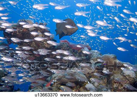 Stock Image - Redmouth Grouper (Aethaloperca rogaa). So named because of its bright red inside mouth. Can often be found living amongst colonies of Yellow Sweeper (Parapriacanthus ransonneti) which it vigorously protects from attack by passing jacks, in return for fee. Fotosearch