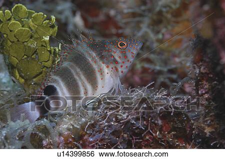 Stock Photograph - Redspotted Hawkfish (Amblycirrhitus pinos), tupical profile of hawkfish in superb colour, Cayman Brac, Cayman Islands, Caribbean. Fotosearch