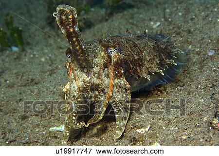 Reef Cuttlefish (Sepia sp. ) Masaplod, Dumaguete, s Island, Philippines View Large Photo Image Stock Photo - Reef Cuttlefish (Sepia sp. ) Masaplod, Dumaguete, s Island, Philippines. Fotosearch