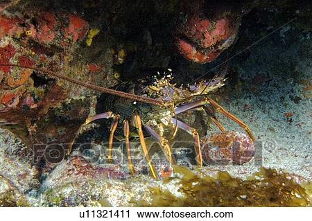 Stock Image - Reef lobster, Panullirus argus, night, Ilha do Meio, Fernando de Noronha national marine sanctuary, Pernambuco, Brazil (S. Atlantic). Fotosearch