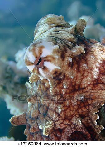 Reef octopus (Octopus cyaneus) allowing close up of the eye. Marsa Shagra, Marsa Alaam, Red Sea, Egypt. View Large Photo Image Picture - Reef octopus (Octopus cyaneus) allowing close up of the eye. Marsa Shagra, Marsa Alaam, Red Sea, Egypt.. Fotosearch