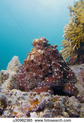 Reef octopus (Octopus cyaneus). Marsa Shagra, Marsa Alaam, Red Sea, Egypt. View Large Photo Image Stock Photography - Reef octopus (Octopus cyaneus). Marsa Shagra, Marsa Alaam, Red Sea, Egypt.. Fotosearch
