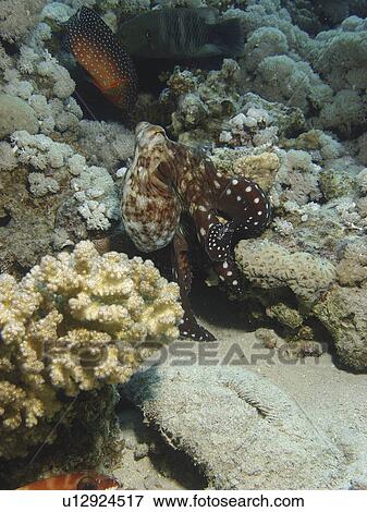 Stock Photo - Reef Octopus ( Octopus cyaneus ) on tip toes climbing the reef. Dahab. Red Sea. Egypt. . Fotosearch