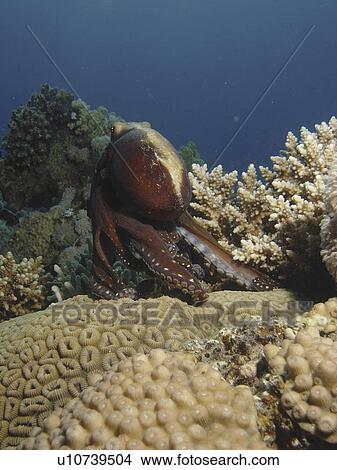 Picture - Reef Octopus ( Octopus cyaneus ) getting ready for a quick getaway. Dahab. Red Sea. Egypt. Fotosearch