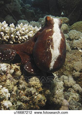 Reef Octopus ( Octopus cyaneus ) displaying it's white strip as it changes colour. Dahab. Red Sea. Egypt. View Large Photo Image Stock Image - Reef Octopus ( Octopus cyaneus ) displaying it's white strip as it changes colour. Dahab. Red Sea. Egypt.. Fotosearch