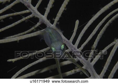 Reef Squid (Sepioteuthis sepioidea), juvenile swimming towards coral sea fan at night, Little Cayman Island, Cayman Island, Caribbean View Large Photo Image Stock Photo - Reef Squid (Sepioteuthis sepioidea), juvenile swimming towards coral sea fan at night, Little Cayman Island, Cayman Island, Caribbean. Fotosearch