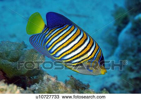 Regal Angelfish (Pygoplites diacanthus) Namu atoll, Marshall Islands (N. Pacific) View Large Photo Image Stock Image - Regal Angelfish (Pygoplites diacanthus) Namu atoll, Marshall Islands (N. Pacific). Fotosearch
