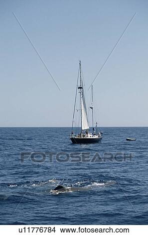 Picture - Research vessel following Sperm whales (Physeter macrocephalus) Azores, Portugal. Fotosearch