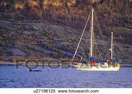 Research yacht monitoring Killer whale (Orcinus orca) activity during the winter months in the fjords of northern Norway. Tysjford, Norway. View Large Photo Image Stock Photography - Research yacht monitoring Killer whale (Orcinus orca) activity during the winter months in the fjords of northern Norway. Tysjford, Norway.. Fotosearch