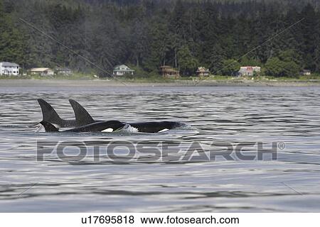 Stock Photo - Resident Orca (Orcinus orca) - also called Killer Whales - in tight pod formation in Stephen's Passage, Southeast Alaska, USA. Pacific Ocean.. Fotosearch