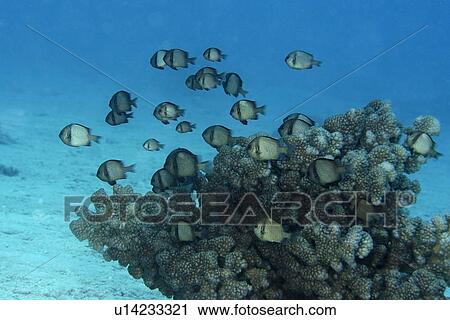 Stock Image - Reticulated dascyllus, Dascyllus reticulatus, hovering over coral, Rongelap, Marshall Islands, Micronesia. Fotosearch