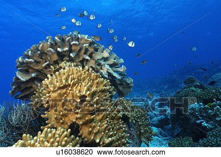 Reticulated dascyllus, Dascyllus reticulatus, hover over coral bommie, Rongelap, Marshall Islands, Micronesia View Large Photo Image Stock Image - Reticulated dascyllus, Dascyllus reticulatus, hover over coral bommie, Rongelap, Marshall Islands, Micronesia. Fotosearch